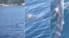Žralok v Chorvatsku: Turista na Jadranu natočil jednoho z nejrychlejších predátorů