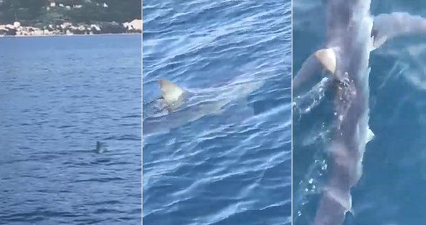 Žralok v Chorvatsku: Turista na Jadranu natočil jednoho z nejrychlejších predátorů