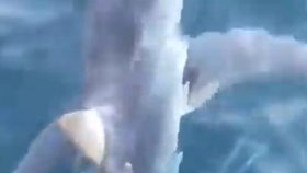 Německý turista natočil plavbu žraloka mako v Jaderském moři.