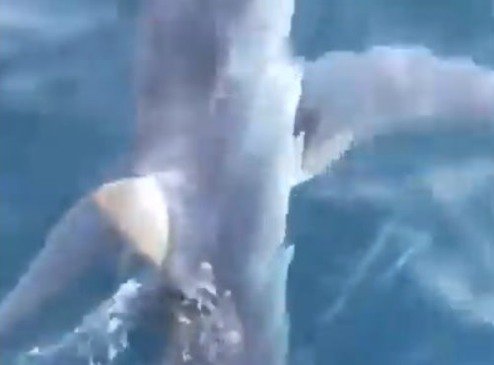 Nástrahy Chorvatska: Německý turista natočil plavbu žraloka mako v Jaderském moři 9. června.