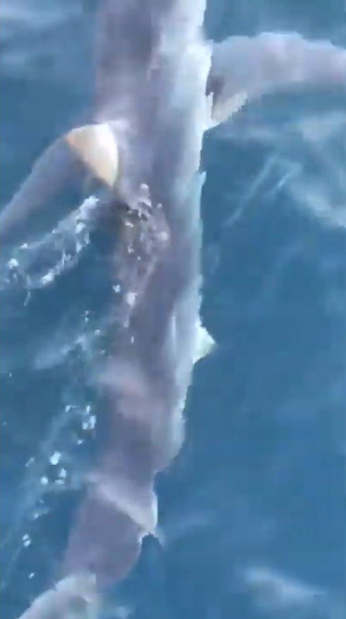 Německý turista natočil plavbu žraloka mako v Jaderském moři.