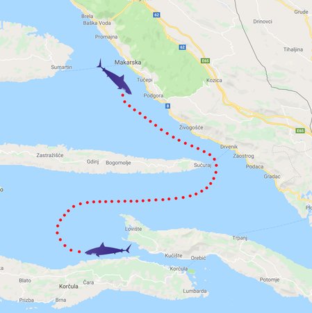 Mapa výskytu a předpokládané trasy žraloka v Chorvatsku