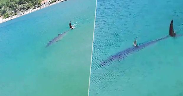 Žraločí panika v chorvatských vodách! Vrátil se na Jadran žralok mako?