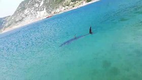Další žralok v Jaderském moři? Podle odborníků jde o tuňáka
