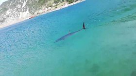 Další žralok v Jaderském moři? Podle odborníků jde o tuňáka