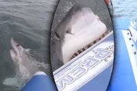 Čelisti útočí! Velký bílý žralok se zakousl do nafukovacího člunu