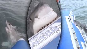 Velký bílý žralok se zakousl do boku nafukovacího člunu