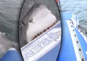 Velký bílý žralok se zakousl do boku nafukovacího člunu