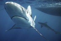 Hrůza v dovolenkovém ráji: Žralok v Egyptě zabil německého turistu!