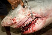 Seychelský žralok zabiják: Rybáři pomstili muže, kterého zabil na líbánkách!