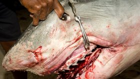 Žralok, který zabil dva muže, byl polapen