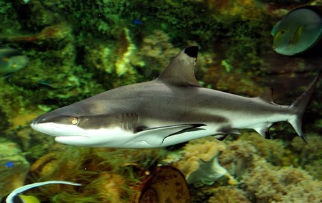 Žraločí babička z olomoucké zoo uhynula v noci na včerejšek.