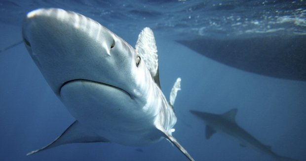 Žralok v Egyptě zabil německého turistu.
