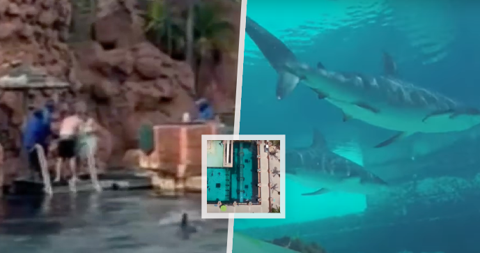 Horor v dovolenkovém ráji: V rekreačním středisku žralok pokousal desetiletého chlapce!