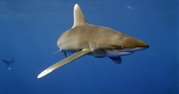 Žralok dlouhoploutvý.