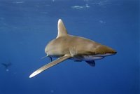 Žraločí hrozba na dovolené: Které vody jsou nejméně bezpečné? Nebezpečí číhá i v exotických rájích