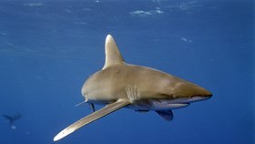 Žraločí hrozba na dovolené: Které vody jsou nejméně bezpečné? Nebezpečí číhá i v exotických rájích