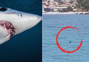 Žralok vyděsil lidi u chorvatského Dubrovníku.