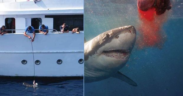 Žraločí safari vydrážděných „zabijáků“ u místa, kde zemřel Čech Petr (†42): Krmili je z lodi kvůli turistům