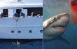 Posádka lodi krmila žraloka