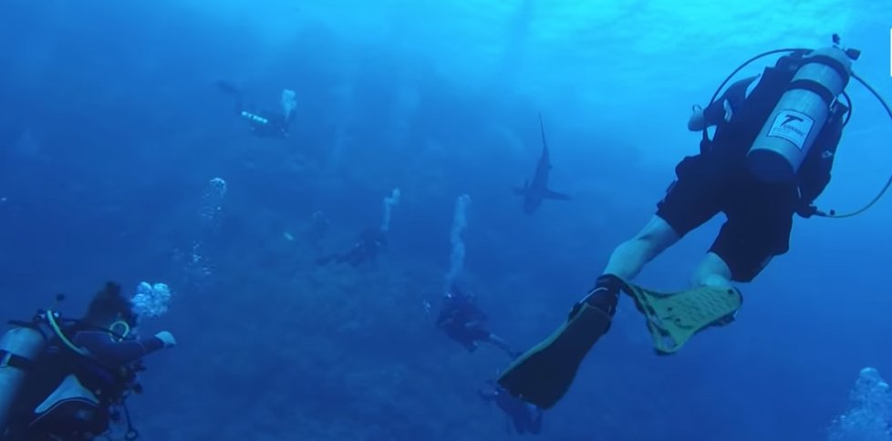 Žralok v Egyptě napadl dalšího turistu: Potápěči se zakousl do nohy!