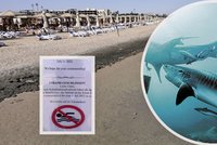 Smrtící útok žraloka v Egyptě: Proč zvíře zabilo dvě ženy? Experti zmínili období páření