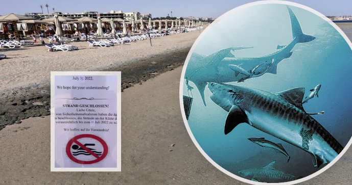 Egypt prodloužil po útocích žraloka zákaz vodních radovánek. Český potápěč řekl, který druh útočil