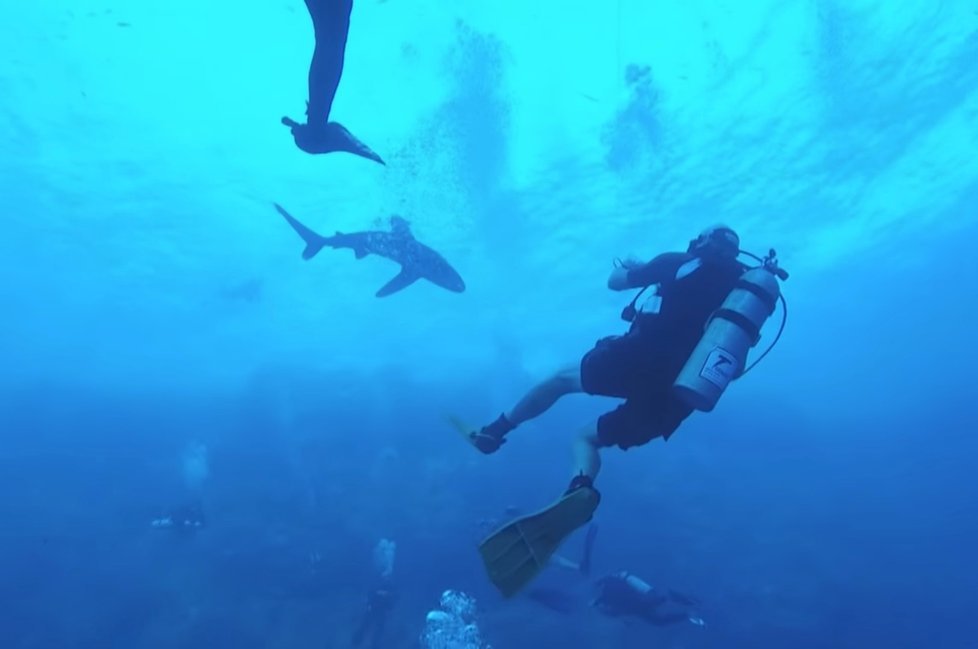 Žralok v Egyptě napadl dalšího turistu: Potápěči se zakousl do nohy!