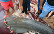 Žralok zabiják chycen? Mezi turisty již kolují fotografie, na kterých je žralok údajně po smrti