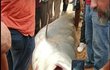 Žralok zabiják chycen? Mezi turisty již kolují fotografie, na kterých je žralok údajně po smrti