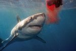 V St. Tropez se obávají žraloka