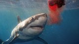 Pobřeží St. Tropez napadl žralok