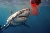 Pobřeží St. Tropez napadl žralok