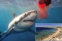 Žralok pojídal ženu, Egypťané to chtěli utajit
