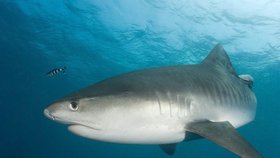 Žralok v Egyptě zabil Čecha. (Ilustrační foto)