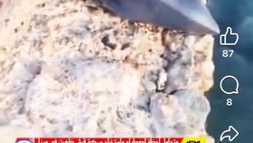 Žralok mako odchycený v egyptském El Quseiru.