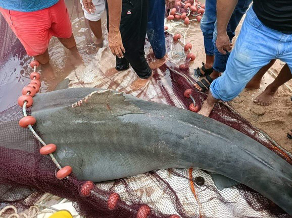 Žralok zabiják chycen? Mezi turisty již kolují fotografie, na kterých je žralok údajně po smrti.