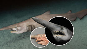 Rybáři na Kanárech natočili žraločí monstrum z hlubin