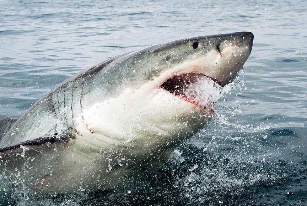 Žralok velký bílý u břehů Jihoafrické republiky