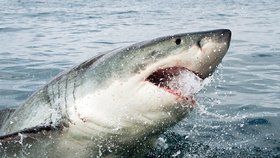 Žralok velký bílý u břehů Jihoafrické republiky