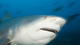 Žralok býčí má pověst lovce lidí, jde o jeden z nejagresivnějších druhů žraloků