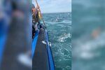Hororový moment: Do člunu s turisty se zakousl žralok.