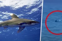 Žralok u řeckého Kosu? Zvíře vyhnalo několik lidí z vody, turisté prchali v panice