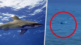 Žralok u řeckého Kosu? Zvíře vyhnalo několik lidí z vody, turisté prchali v panice