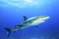 Napadení lidožravým žralokem: Surfař zázrakem přežil!