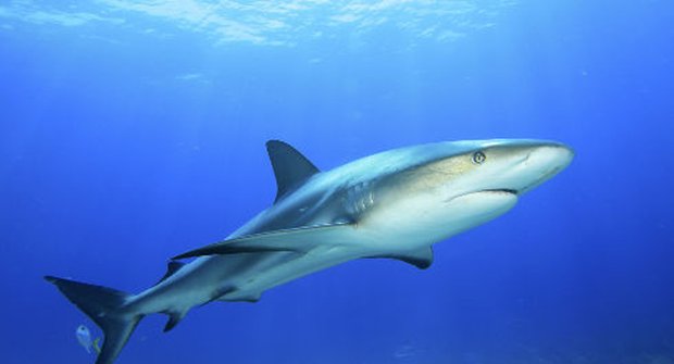 Kdy a proč útočí žraloci