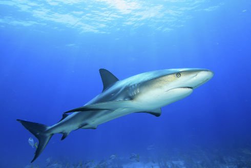 Žraloci mají receptory reagující na bioelektrické pole živých organismů.