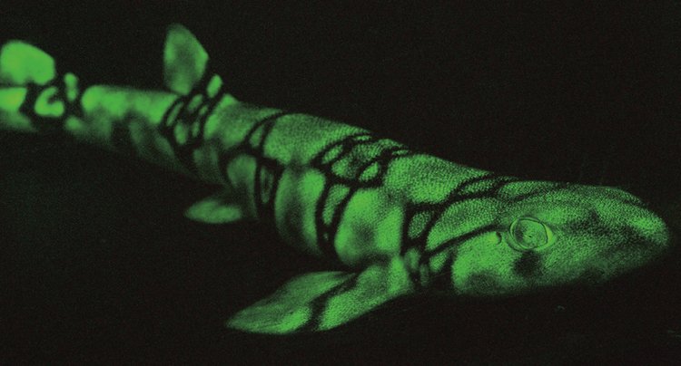 Žralok máčka je zřejmě díky fluorescenci lépe viditelný pro příslušníky svého druhu