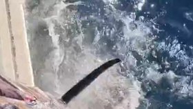 Žralok mako se rybářům zakousl do úlovku v podobě mečouna.