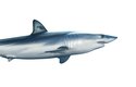 Žralok mako obvykle měří kolem 3 metrů a je nejrychlejším druhem žraloka, vyvine až 70 km/hod